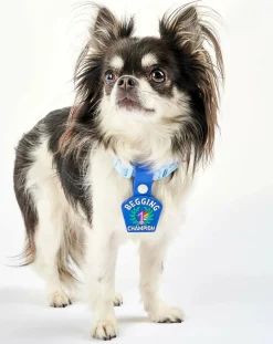 Begging Champion medal