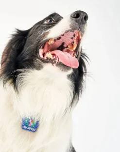 Begging Champion medal