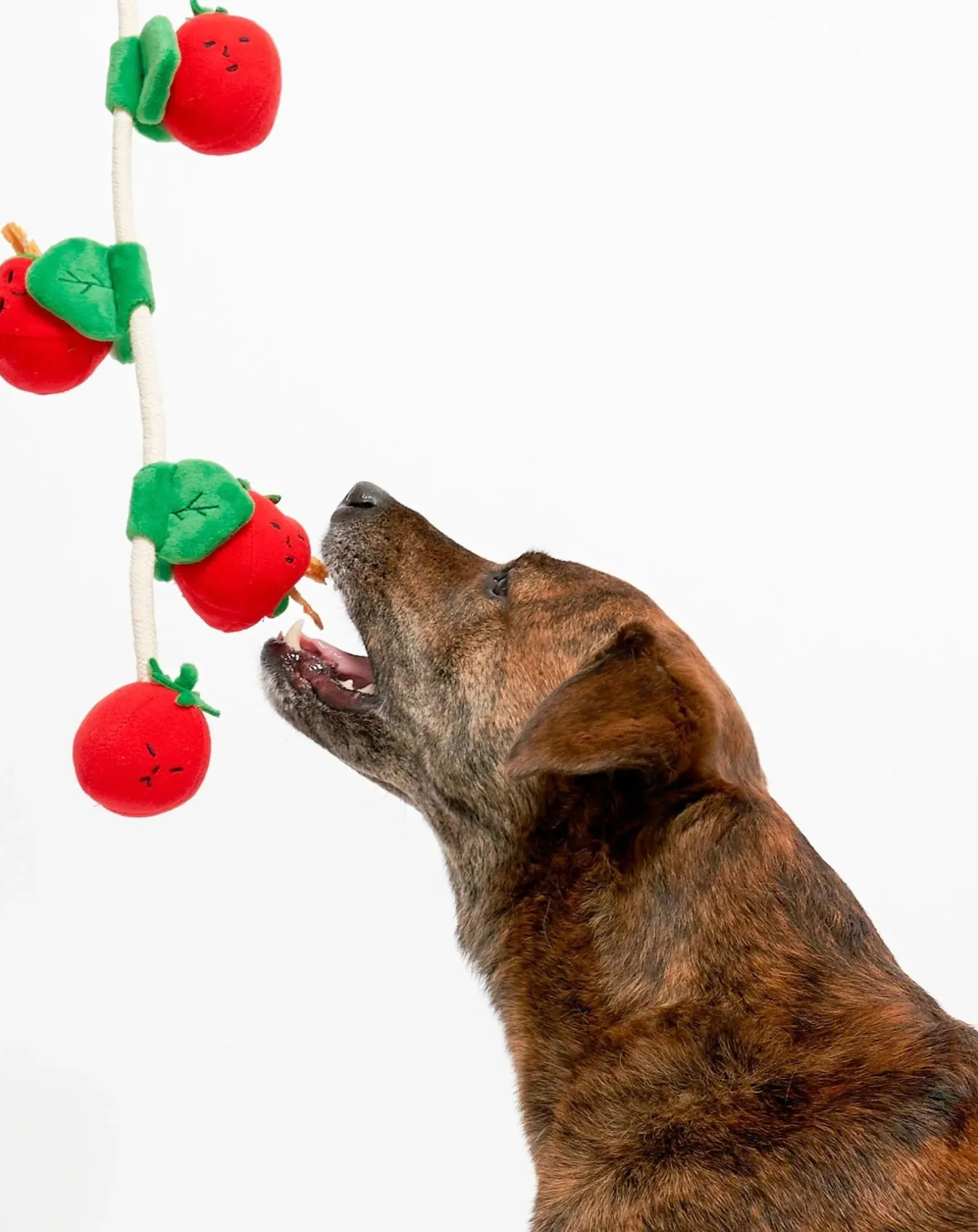 Cherry Tomato digging toy