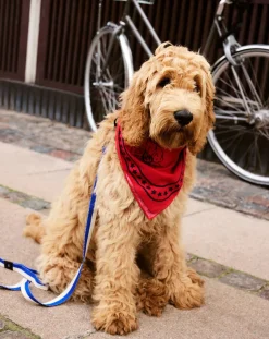 Dog bandana